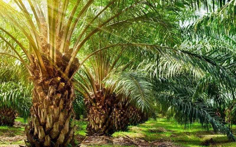 Cây Cọ Dầu