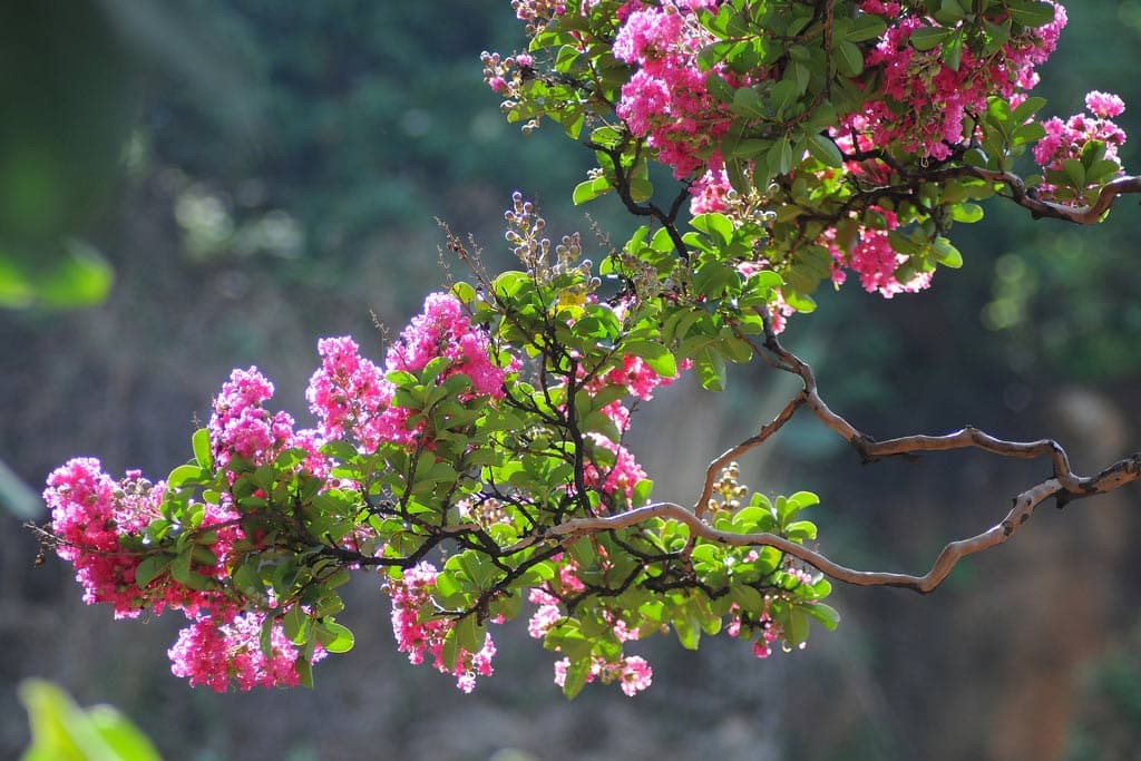 Cây Tường Vi Đa Màu